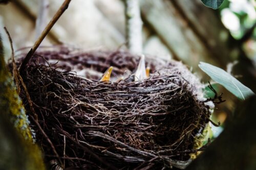 The Cuckoo in the Nest