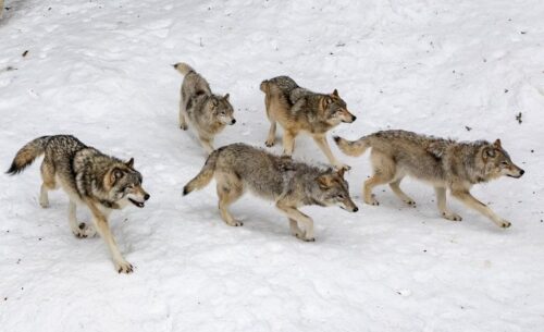 Building elite teams