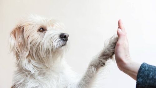 Vets Central acquires Aldgate Veterinary Clinic