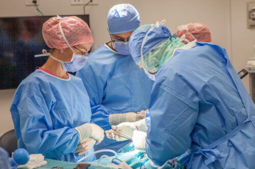 Pemba partner with Veterinary Specialists Aotearoa (VSA)