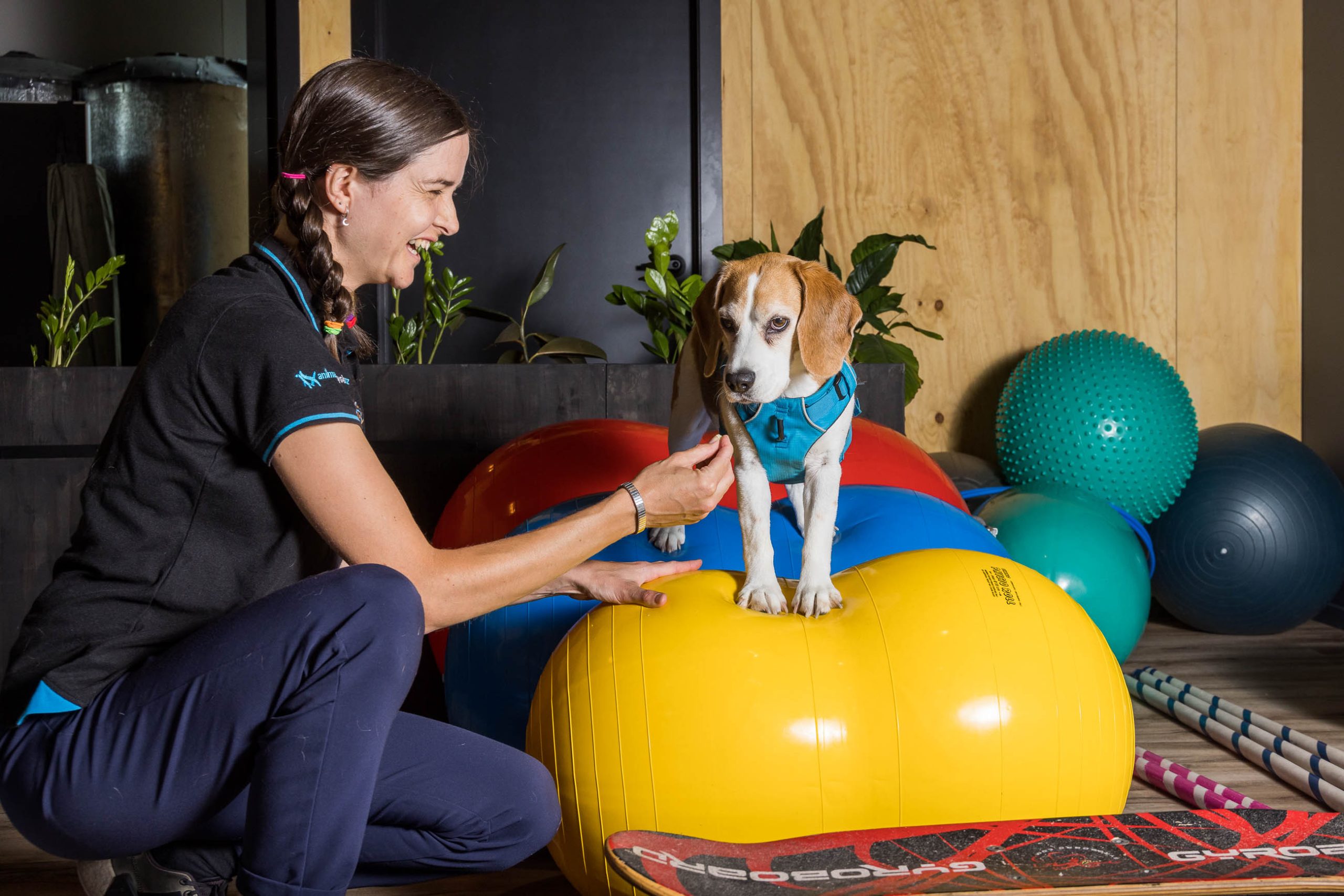 Animal Orthopaedics scaled - Sterling Group partners with Animal Orthopaedics and Animal Physio